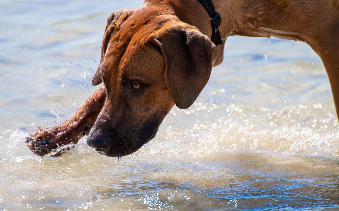 Marine Corps Fun Water Activities For Lake Parties | Splashing…