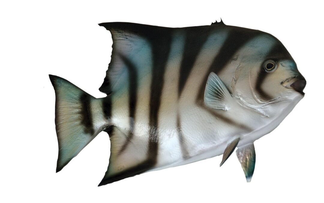 Trophy Fish Opportunities » Reel In The Big One: Trophy…