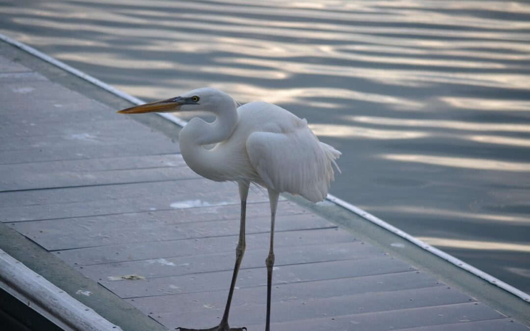 Marina Services – Smooth Sailing Starts Here: Your Fun Guide…