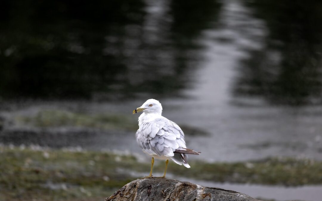 River Wildlife Sightings / “`html Your Ultimate Guide To Spotting…