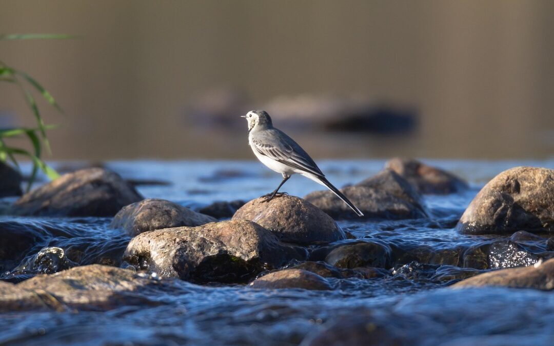 Thrilling Rapids / “`html Ride The Waves To Wellness: How…